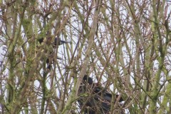 Morgenwanderung-2025_07