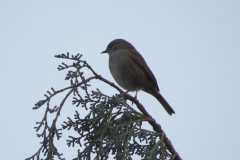 Vogelkunde-Frau-Veh-2023-32