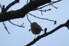 Vogelkunde-Frau-Veh-2023-34