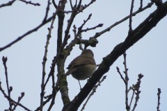 Vogelkunde-Frau-Veh-2023-35