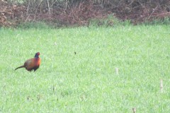 Vogelkunde-Frau-Veh-2023-36