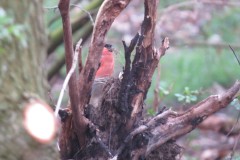 Vogelkunde-Frau-Veh-2023-37