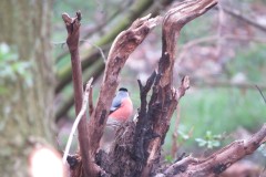 Vogelkunde-Frau-Veh-2023-38