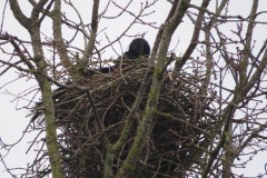 Vogelkunde-Frau-Veh-2023-4