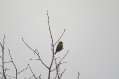 Vogelkunde-Frau-Veh-2023-8